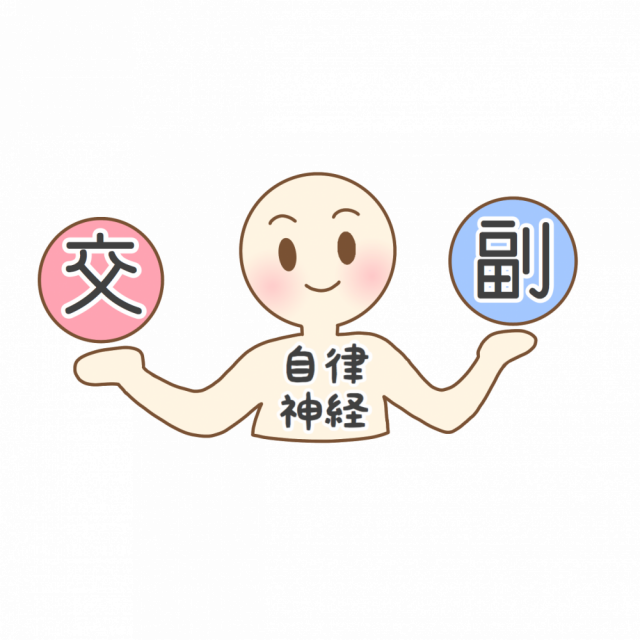 交感神経と副交感神経